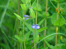 Scutellaria galericulata Blauw glidkruid bestellen